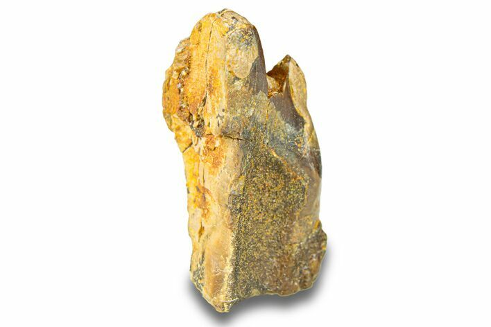 Fossil Hadrosaur (Edmontosaurus) Partial Tooth - Wyoming #293801